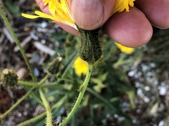 Sonchus arvensis arvensis