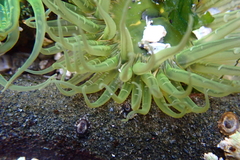 Anthopleura artemisia