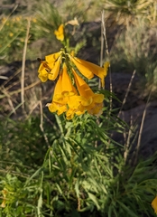 Tecoma stans angustata