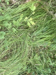 Carex brizoides