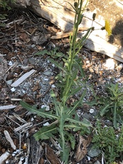 Sonchus arvensis arvensis