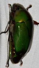 Rutelinae