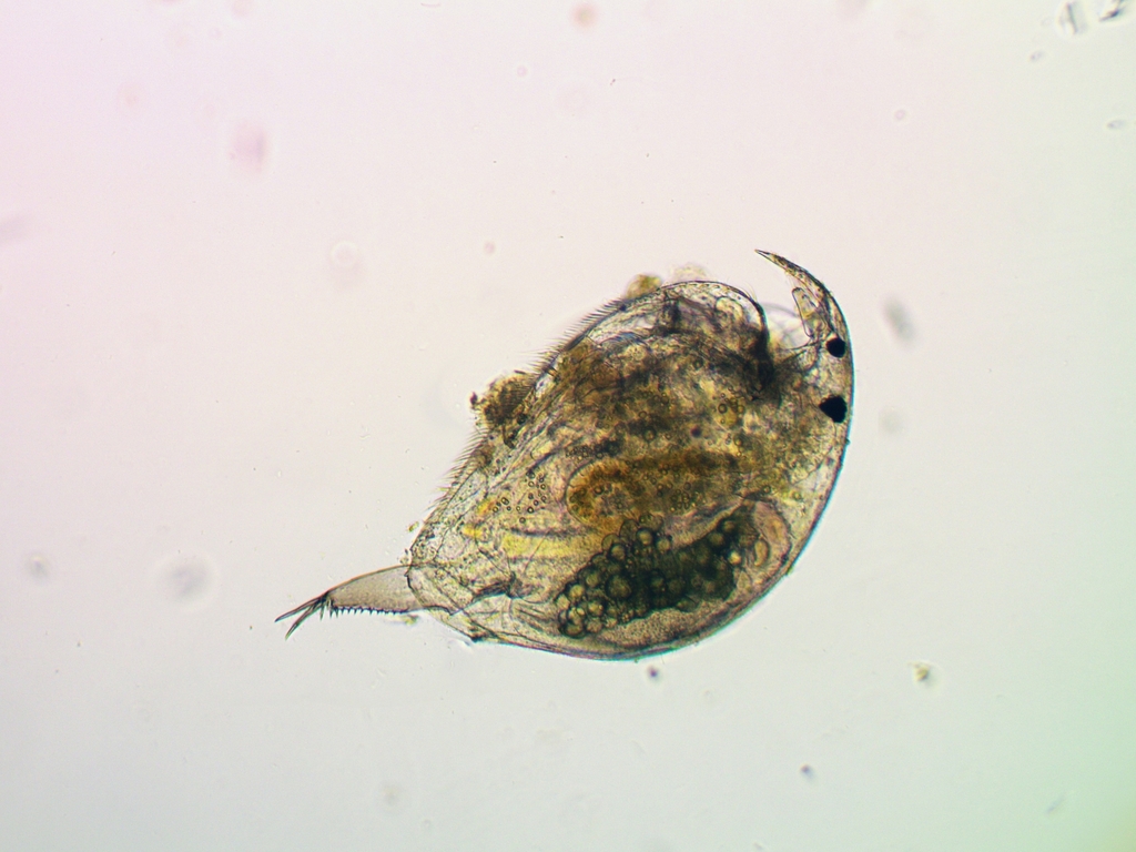 Picripleuroxus laevis