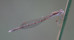 Sympecma fusca