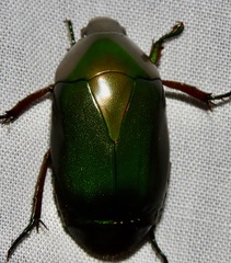 Rutelinae