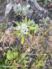Anaphalis margaritacea