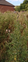 Cirsium arvense
