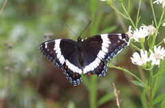 Limenitis arthemis arthemis