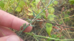 Polygonum aviculare aviculare