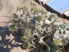 Eryngium maritimum