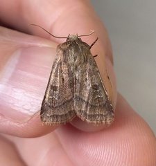 Diarsia rubi
