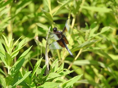 Libellula luctuosa