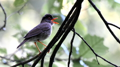 Catharus mexicanus