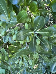 Pittosporum tobira