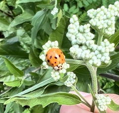 Hesperomyces harmoniae