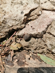 Homoeogamia mexicana