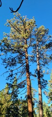 Pinus jeffreyi