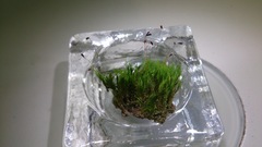 Dicranella cerviculata