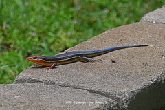 Plestiodon inexpectatus