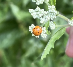 Hesperomyces harmoniae