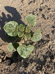 Proboscidea althaeifolia