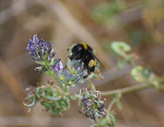 Bombus lucorum