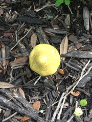 Leucocoprinus birnbaumii image