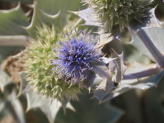 Eryngium maritimum