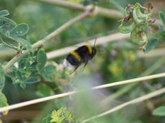 Bombus lucorum