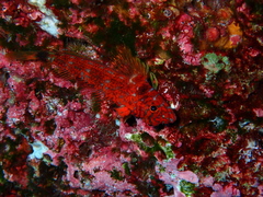 Lepidonectes corallicola