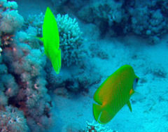 Chaetodon semilarvatus