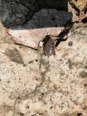 Homoeogamia mexicana