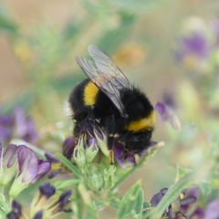 Bombus lucorum