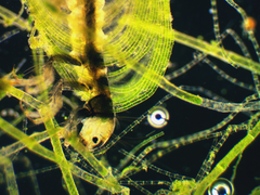 Hydroptilidae