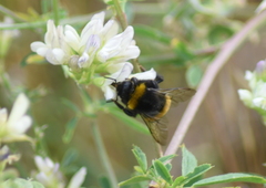 Bombus lucorum