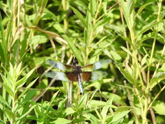 Libellula luctuosa