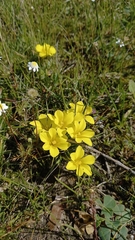 Moraea fugacissima