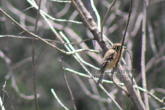 Empidonax fulvifrons