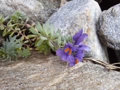 Linaria alpina