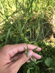Sisymbrium officinale