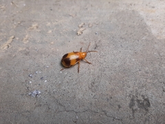 Monocesta coryli