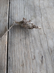 Thyridopteryx ephemeraeformis