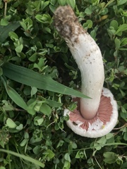 Agaricus