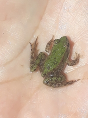 Pelophylax ridibundus