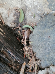 Homoeogamia mexicana