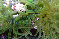 Anthopleura artemisia