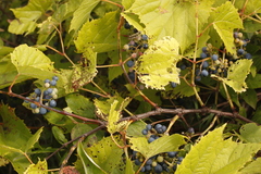 Vitis riparia