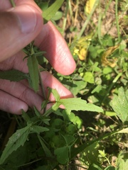Sisymbrium officinale