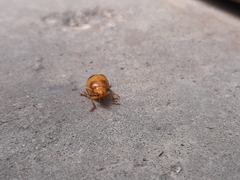 Monocesta coryli
