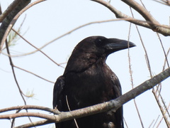 Corvus cryptoleucus